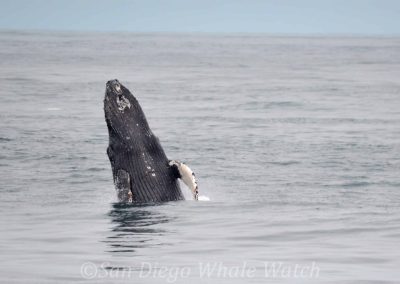 DSC 0737 1 scaled | San Diego Whale Watch 3