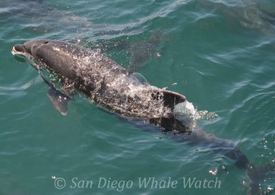 DSC 0761 1 scaled | San Diego Whale Watch 15