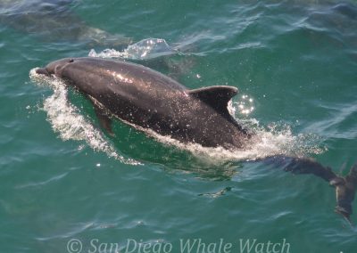 DSC 0762 1 scaled | San Diego Whale Watch 17
