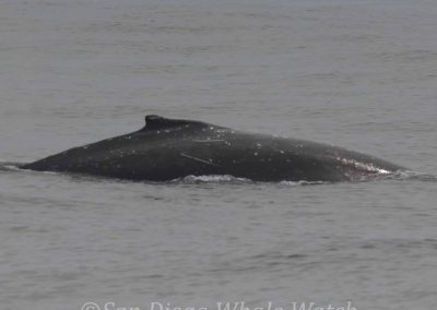 DSC 0783 1 | San Diego Whale Watch 5