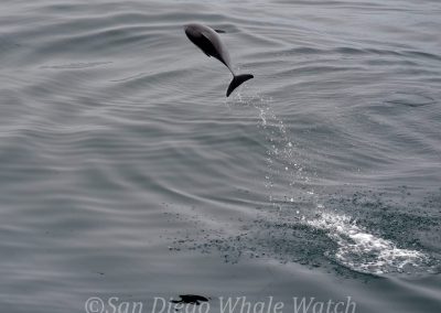 DSC 0811 1 scaled | San Diego Whale Watch 7