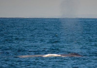 DSC 0927 1 scaled | San Diego Whale Watch 11