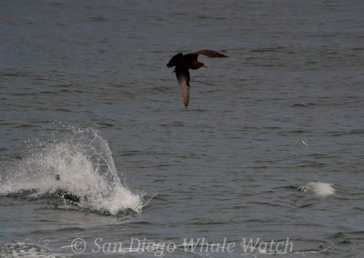 DSC 0939 1 scaled | San Diego Whale Watch 9