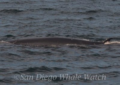 DSC 0016 1 | San Diego Whale Watch 3