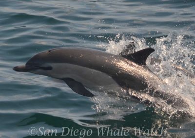 DSC 0030 1 | San Diego Whale Watch 1