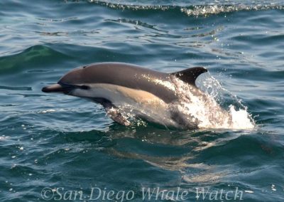 DSC 0048 1 | San Diego Whale Watch 3