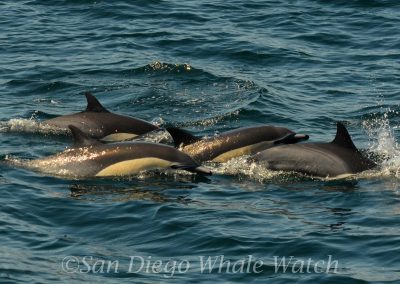 DSC 0058 1 | San Diego Whale Watch 5