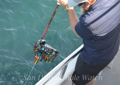 DSC 0100 1 scaled | San Diego Whale Watch 9