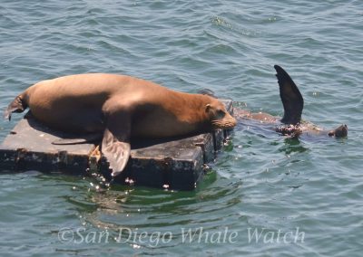 DSC 0104 1 scaled | San Diego Whale Watch 11