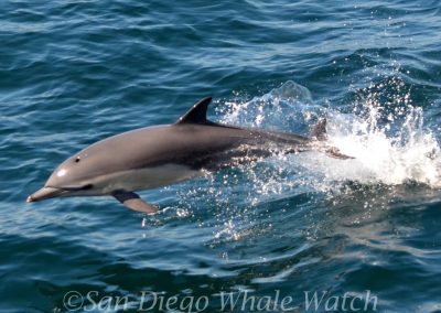 DSC 0130 1 | San Diego Whale Watch 13