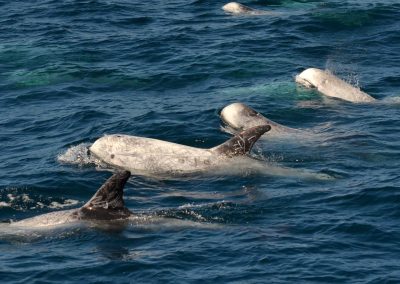 DSC 0203 1 scaled | San Diego Whale Watch 3