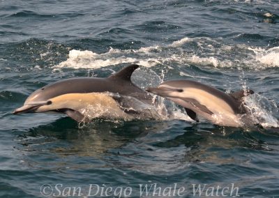 DSC 0218 1 | San Diego Whale Watch 1