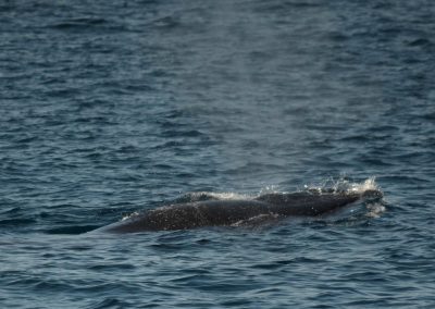 DSC 0382 1 scaled | San Diego Whale Watch 7