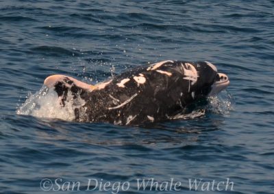 DSC 0390 1 | San Diego Whale Watch 9