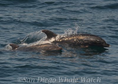 DSC 0410 1 | San Diego Whale Watch 11