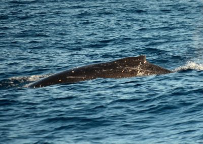 DSC 0411 1 scaled | San Diego Whale Watch 1