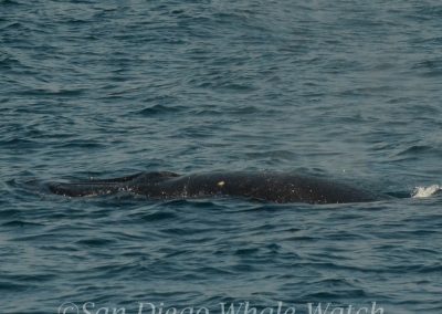 DSC 0473 1 | San Diego Whale Watch 13