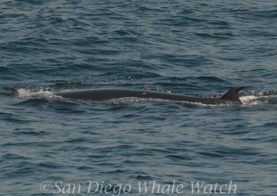 DSC 0504 1 | San Diego Whale Watch 15