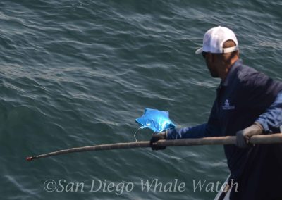 DSC 0526 1 scaled | San Diego Whale Watch 17