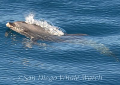 DSC 0539 1 | San Diego Whale Watch 7