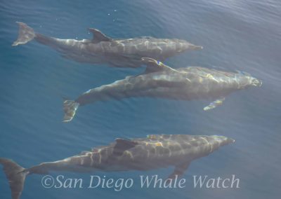 DSC 0565 1 scaled | San Diego Whale Watch 9