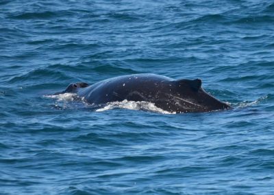 DSC 0580 1 | San Diego Whale Watch 3