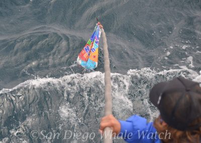 DSC 0827 1 scaled | San Diego Whale Watch 1