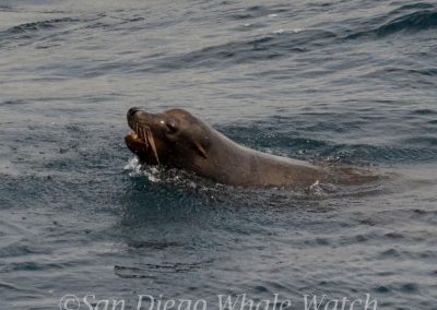 DSC 0855 1 | San Diego Whale Watch 5