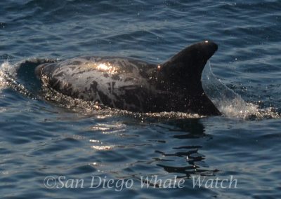 DSC 0024 1 | San Diego Whale Watch 3