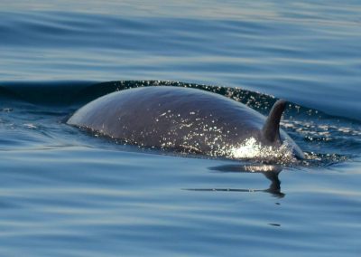 DSC 0118 1 | San Diego Whale Watch 3