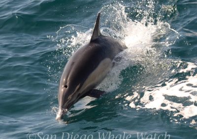 DSC 0134 1 | San Diego Whale Watch 7