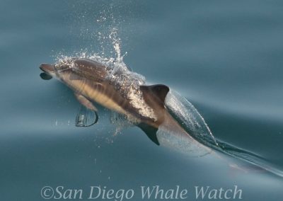 DSC 0419 1 | San Diego Whale Watch 3