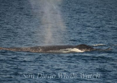 DSC 0450 1 scaled | San Diego Whale Watch 3