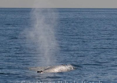 DSC 0453 1 | San Diego Whale Watch 3
