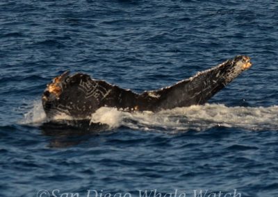 DSC 0515 1 | San Diego Whale Watch 5