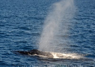 DSC 0561 1 scaled | San Diego Whale Watch 9