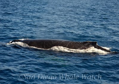 DSC 0566 1 scaled | San Diego Whale Watch 11