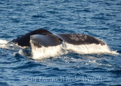 DSC 0603 1 scaled | San Diego Whale Watch 13