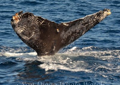 DSC 0608 1 scaled | San Diego Whale Watch 15