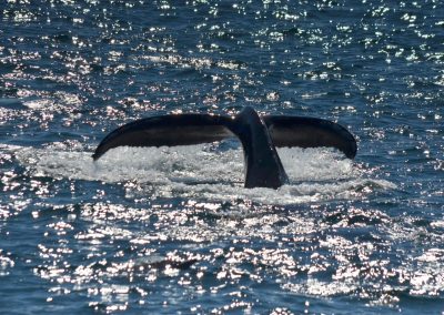 DSC 0743 1 scaled | San Diego Whale Watch 3