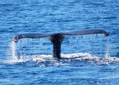DSC 0753 1 | San Diego Whale Watch 1