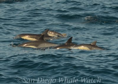 DSC 0796 1 | San Diego Whale Watch 3