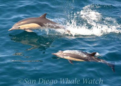 DSC 0849 1 scaled | San Diego Whale Watch 7