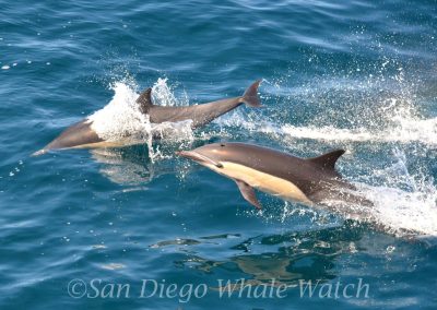 DSC 0850 1 scaled | San Diego Whale Watch 9