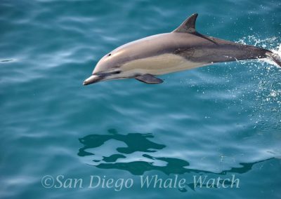 DSC 0868 1 scaled | San Diego Whale Watch 11