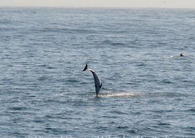 DSC 0905 1 | San Diego Whale Watch 15