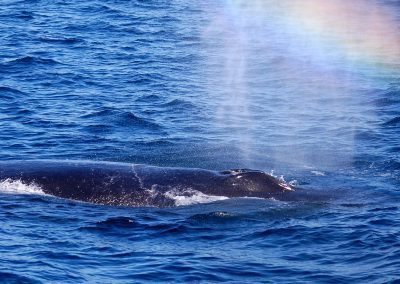 DSC 0924 1 | San Diego Whale Watch 7