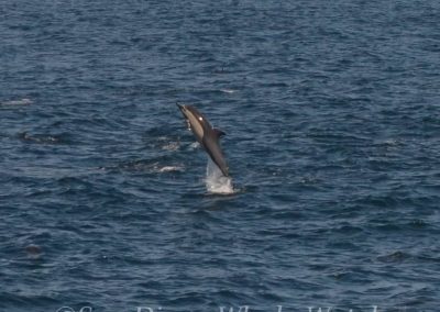 DSC 0949 1 | San Diego Whale Watch 3
