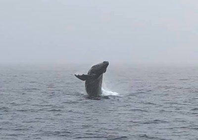 BH 11.8.19 1 | San Diego Whale Watch 3