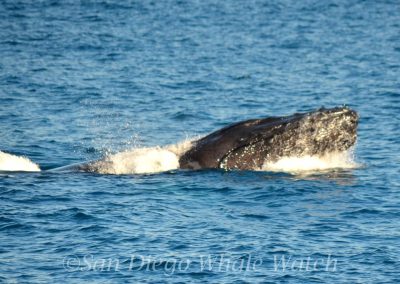DSC 0115 1 scaled | San Diego Whale Watch 1